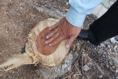 Chặt trộm cây gỗ quý tiền tỷ ngay trên phố có nhiều công an